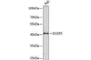 Western blot analysis of extracts of Raji cells, using DUSP5 antibody (ABIN6127793, ABIN6139875, ABIN6139876 and ABIN6214374) at 1:1000 dilution. (DUSP5 anticorps  (AA 315-384))