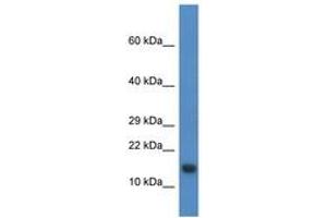 PNRC2 antibody  (N-Term)