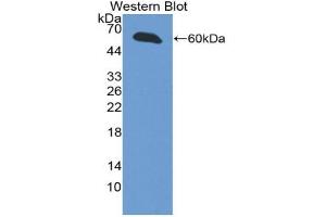 Western blot analysis of the recombinant protein. (INHBE anticorps  (AA 102-344))
