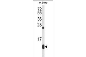 Western blot analysis of HBA2 Antibody (Center) (ABIN653363 and ABIN2842839) in mouse liver tissue lysates (35 μg/lane).
