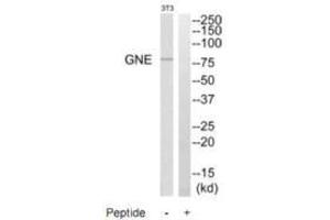 Western blot analysis of extracts from NIH/3T3 cells, using GNE antibody. (GNE anticorps  (C-Term))