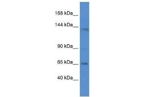 Western Blot showing Itga7 antibody used at a concentration of 1.