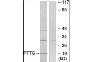 Western blot analysis of extracts from RAW264. (PTTG1IP anticorps  (Internal Region))