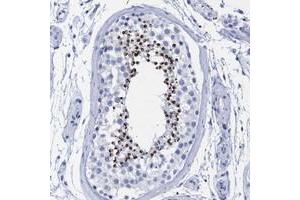 Immunohistochemical staining of human testis with INSL6 polyclonal antibody  shows strong cytoplasmic positivity in spermatids of seminiferus ducts of testis. (INSL6 anticorps)