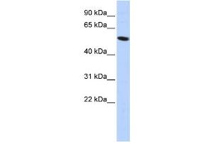 Western Blotting (WB) image for anti-Zinc Finger Protein 572 (ZNF572) antibody (ABIN2458216) (ZNF572 anticorps)