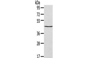 Western Blot analysis of HepG2 cells using SEPT2 Polyclonal Antibody at dilution of 1/400 (Septin 2 anticorps)