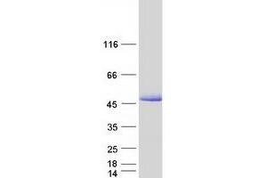 Validation with Western Blot