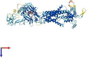 AlphaFold protein structure predicition of Mouse Recombinant Tmem67 Protein, UniprotID Q8BR76