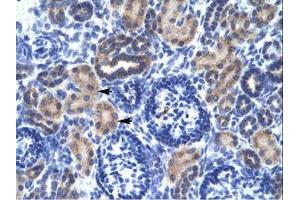 Image no. 3 for anti-Ring Finger Protein 141 (RNF141) (AA 96-145) antibody (ABIN6735889)