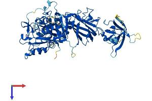AlphaFold protein structure predicition of Mouse Recombinant Capn5 Protein, UniprotID O08688