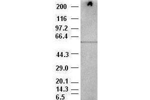 AKT3 antibody (9B2) at 1:500 dilution + BALB/C 3T3 cell lysate