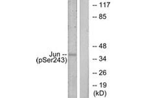 Western blot analysis of extracts from HeLa cells treated with UV, using c-Jun (Phospho-Ser243) Antibody.