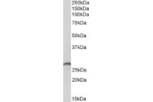 E12324 (2µg/ml) staining of Human Spleen lysate (35µg protein in RIPA buffer). (PRTN3 anticorps  (AA 88-98))