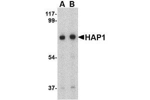 Western blot analysis of HAP1 in mouse brain tissue lysate with AP30391PU-N HAP1 antibody at (A) 0.
