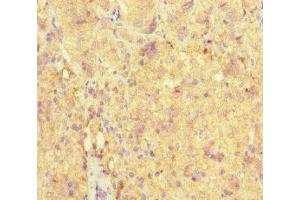 Immunohistochemistry of paraffin-embedded human adrenal gland tissue using ABIN7161000 at dilution of 1:100 (ME3 anticorps  (AA 547-598))