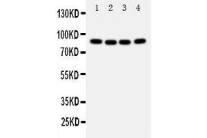 Anti-Cullin 2 antibody, Western blotting Lane 1: A431 Cell Lysate Lane 2: SMMC Cell Lysate Lane 3: HELA Cell Lysate Lane 4: COLO320 Cell Lysate