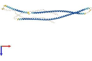 AlphaFold protein structure predicition of Human Recombinant KRT80 Protein, UniprotID Q6KB66