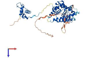 AlphaFold protein structure predicition of Human Recombinant HNF4G Protein, UniprotID Q14541