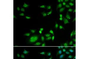 Immunofluorescence analysis of A549 cells using INTS10 Polyclonal Antibody (INTS10 anticorps)