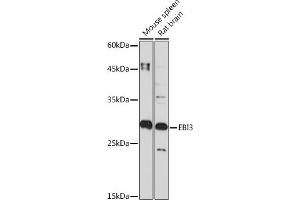 Western blot analysis of extracts of various cell lines, using EBI3 Rabbit mAb (ABIN7268011) at 1:1000 dilution. (EBI3 anticorps)