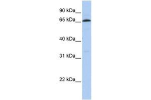 WB Suggested Anti-ZNF136 Antibody Titration:  0. (ZNF136 anticorps  (N-Term))