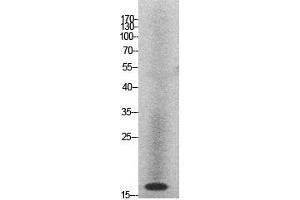 Western Blot (WB) analysis of HeLa cells using Histone H2A Polyclonal Antibody. (Histone H2A anticorps  (Internal Region))