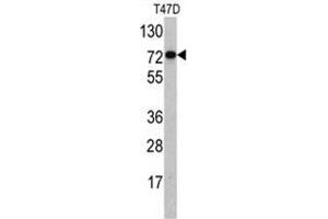 Western blot analysis of PID/MTA2 antibody (C-term) in T47D cell line lysates (35ug/lane). (MTA2 anticorps  (C-Term))