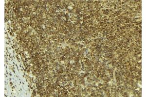 ABIN6277554 at 1/100 staining Mouse pancreas tissue by IHC-P. (PA2G4 anticorps  (C-Term))
