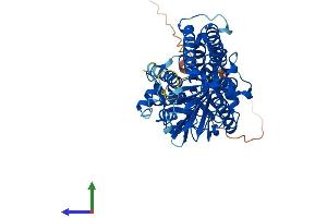 AlphaFold protein structure predicition of Human Recombinant SMOX Protein, UniprotID Q9NWM0