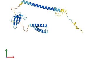 AlphaFold protein structure predicition of Mouse Recombinant Smndc1 Protein, UniprotID Q8BGT7