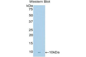 Western Blotting (WB) image for anti-Fibronectin Type III Domain Containing 5 (FNDC5) (AA 77-144) antibody (ABIN1858907)