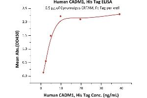 Immobilized Cynomolgus CRTAM, Fc Tag (ABIN2870592,ABIN2870593) at 5 μg/mL (100 μL/well) can bind Human CADM1, His Tag (ABIN2180673,ABIN2180672) with a linear range of 0. (CADM1 Protein (AA 45-374) (His tag))
