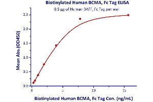 Immobilized Human BAFF, Fc Tag  with a linear range of 0. (BCMA Protein (AA 1-54) (Fc Tag,AVI tag,Biotin))