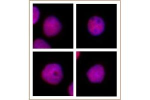 CAF-1 p60 antibody (mAb) tested by immunofluorescence.