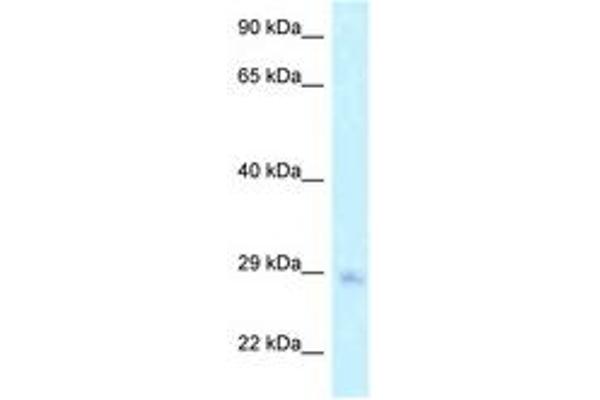 MTG1 anticorps  (AA 147-196)