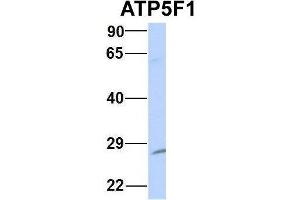 Host:  Rabbit  Target Name:  NOP56  Sample Type:  MCF7  Antibody Dilution:  1.