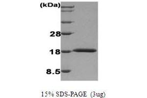 SDS-PAGE (SDS) image for Interferon, alpha 1 (IFNA1) protein (ABIN666845) (IFNA1 Protéine)