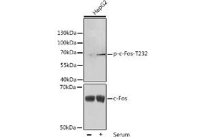 Western blot analysis of extracts of HepG2 cells, using Phospho-c-Fos-T232 antibody (ABIN3023546, ABIN3023547, ABIN3023548 and ABIN6225399) at 1:1000 dilution or c-Fos antibody (ABIN7265968). (c-FOS anticorps  (pThr232))