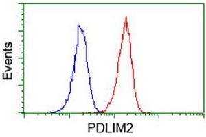 Image no. 3 for anti-PDZ and LIM Domain 2 (PDLIM2) antibody (ABIN1500127) (PDLIM2 anticorps)