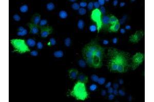 Anti-IDS mouse monoclonal antibody (ABIN2455541) immunofluorescent staining of COS7 cells transiently transfected by pCMV6-ENTRY IDS (RC219187). (IDS anticorps)