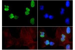 Immunofluorescence of Rabbit Anti-Histone H3 [ac Lys9, ac Lys14] Antibody.