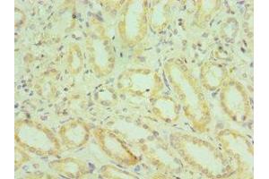 Immunohistochemistry of paraffin-embedded human kidney tissue using ABIN7155971 at dilution of 1:100