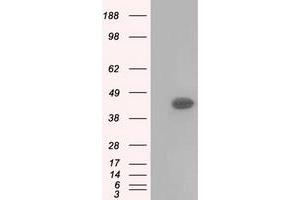 Western Blotting (WB) image for anti-Basigin (Ok Blood Group) (BSG) antibody (ABIN1498016)