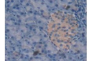 IHC-P analysis of Mouse Pancreas Tissue, with DAB staining. (Peroxiredoxin 2 anticorps  (AA 6-164))