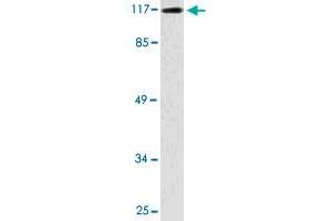 Western blot analysis of COLO 205 cell lysate with TRIM24 polyclonal antibody . (TRIM24 anticorps)