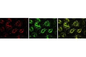 Immunofluorescence (IF) image for anti-Vesicle-Associated Membrane Protein 7 (VAMP7) antibody (ABIN1109463) (VAMP7 anticorps)