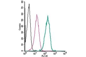Cell surface detection of SLC7A2 by indirect flow cytometry in live intact human THP-1 monocytic leukemia cells: (black line) Cells.