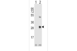 Western blot analysis of SPARC using rabbit polyclonal SPARC Antibody using 293 cell lysates (2 ug/lane) either nontransfected (Lane 1) or transiently transfected (Lane 2) with the SPARC gene.