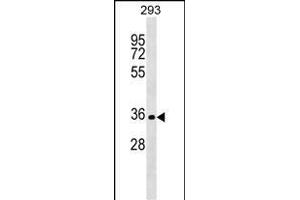 SIX2 Antibody (Center) (ABIN1538677 and ABIN2848966) western blot analysis in 293 cell line lysates (35 μg/lane). (SIX2 anticorps  (AA 89-119))