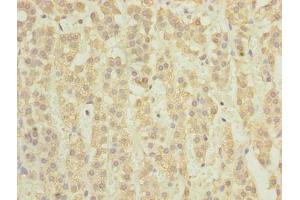 Immunohistochemistry of paraffin-embedded human adrenal gland tissue using ABIN7171349 at dilution of 1:100 (TCTA anticorps  (AA 62-103))